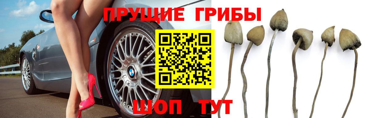 Куйбышев  Псилоцибиновые грибы Psilocybine cubensis  Вход с VPN 